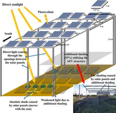 The effect of additional shading utilizing agriphotovoltaic structures on the visual qualities and metabolites of broccoli